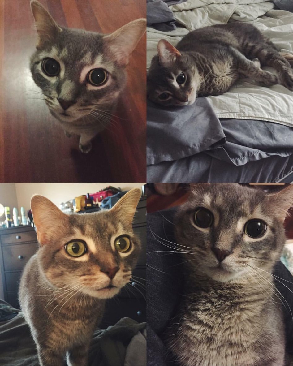 냥이웹 베스트 치트키 도전한다.jpgif_11.jpg