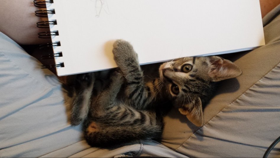 냥이웹 베스트 치트키 도전한다.jpgif_20.jpg