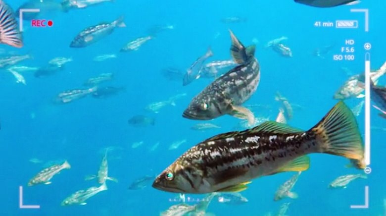 물고기 드론에 대해 알아보자.Araboza_6.jpg