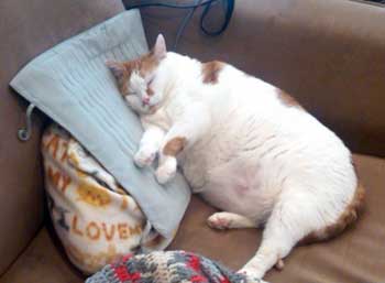 sleeping-fat-cat.jpg