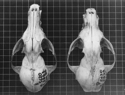 러시아의 신기한 은여우 실험_8.jpg