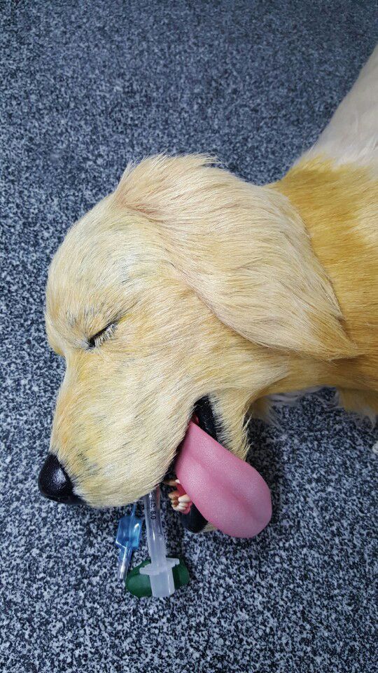 3D프린팅 동물 수술의료모형 제작기_32.jpg