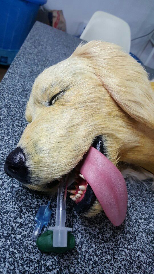 3D프린팅 동물 수술의료모형 제작기_45.jpg