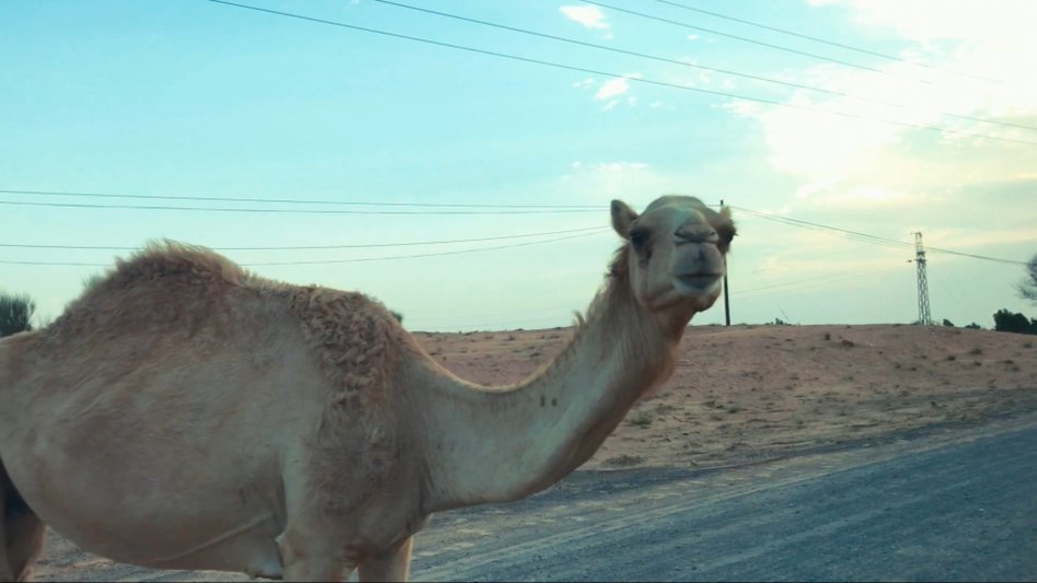 Desert safari Dubai - Shot on iPhone 7.mp4_20170712_151413.167.jpg