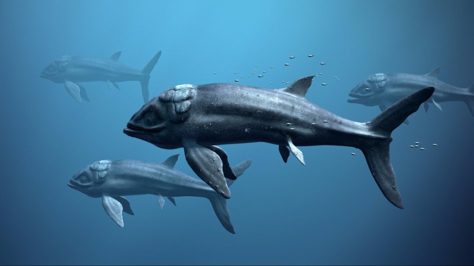 지구 역사상 가장 거대했던 어류 리드시크티스 (Leedssichthys)17m로 추정되는 성체 화석이 발견된 기록도 있는데요..jpg