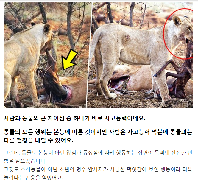 임신한 사슴을 공격한 사자.png