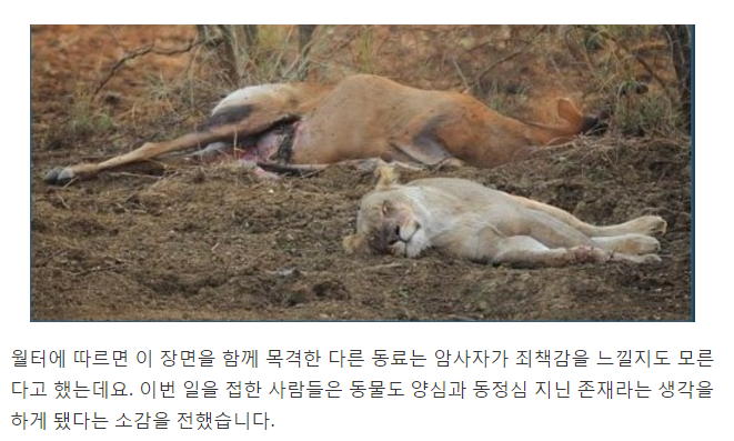 임신한 사슴을 공격한 사자5.png