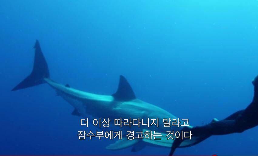 인간이 몰랐던 상어의 신호3.jpg