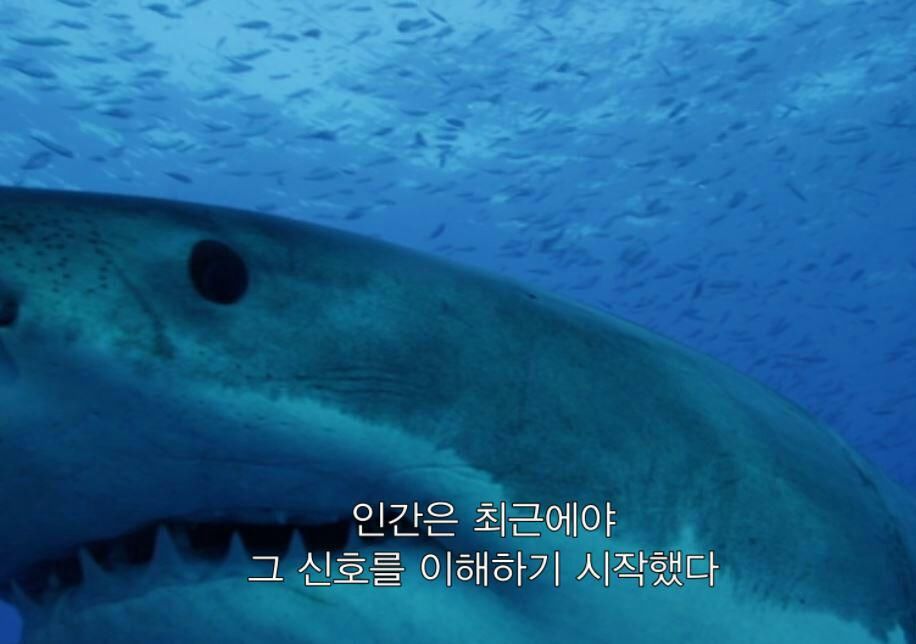 인간이 몰랐던 상어의 신호4.jpg