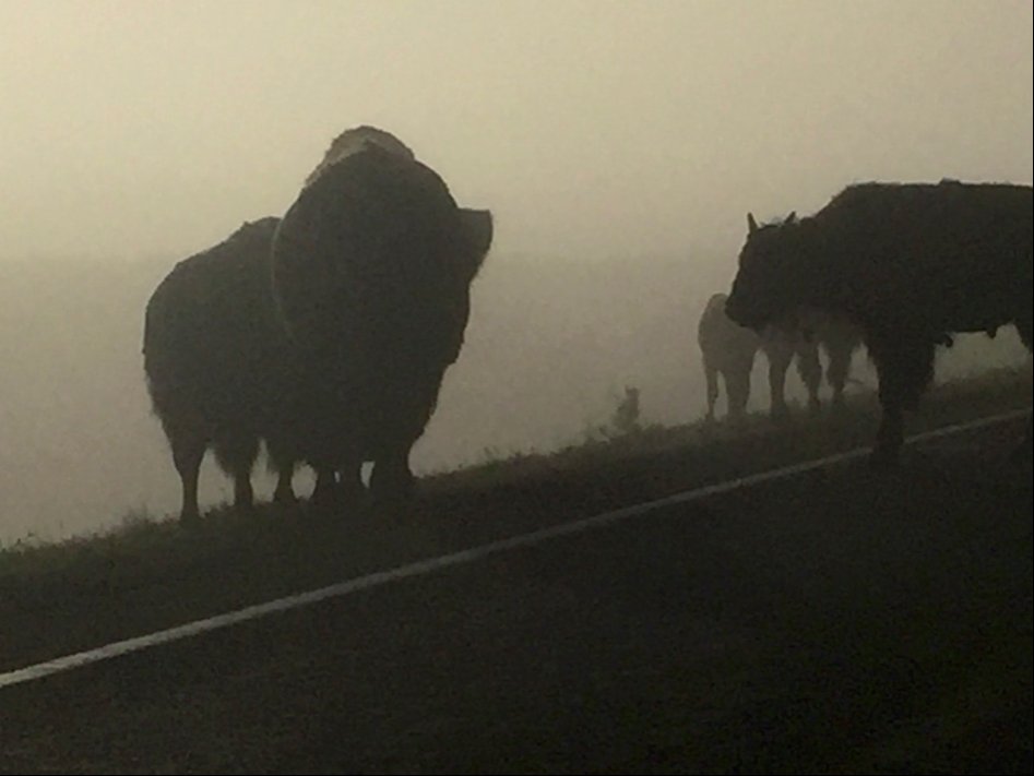 장모님 모시고 12박 14일 미쿡 자동차 여행(스압주의)_33.jpg