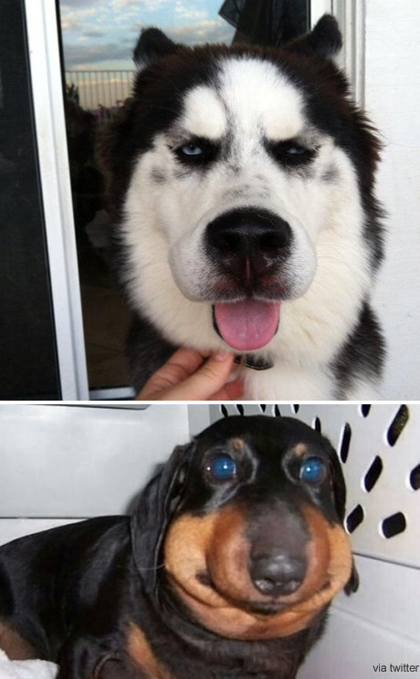 벌에게 쏘인 개와 고양이의 차이_6.jpg