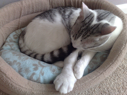 벌에게 쏘인 개와 고양이의 차이_8.jpg