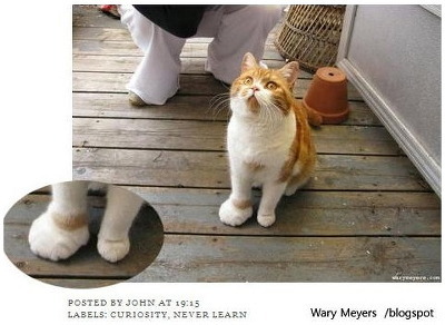 벌에게 쏘인 개와 고양이의 차이_12.jpg