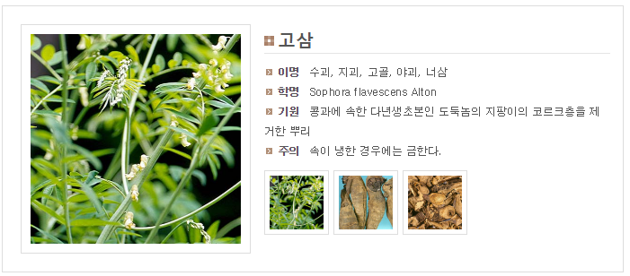 산삼보다 좋다는 고삼_1.png