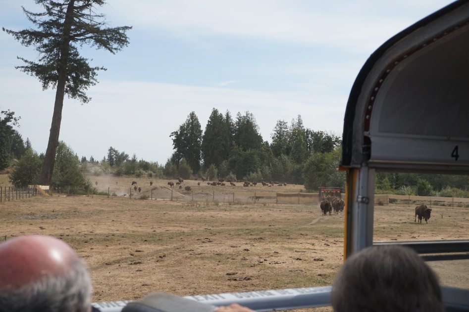 아메리카들소 스테이크_7.jpg