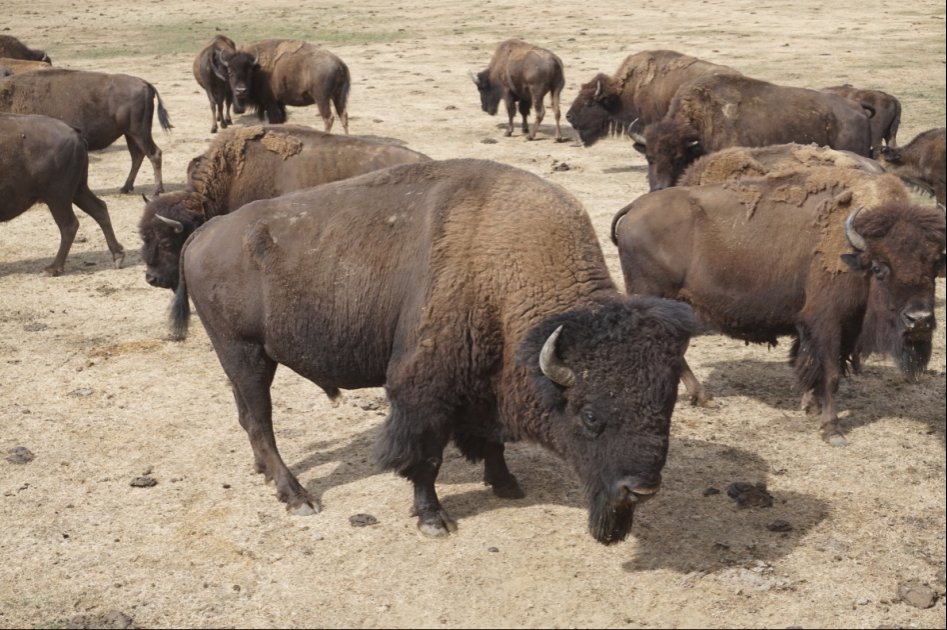 아메리카들소 스테이크_11.jpg