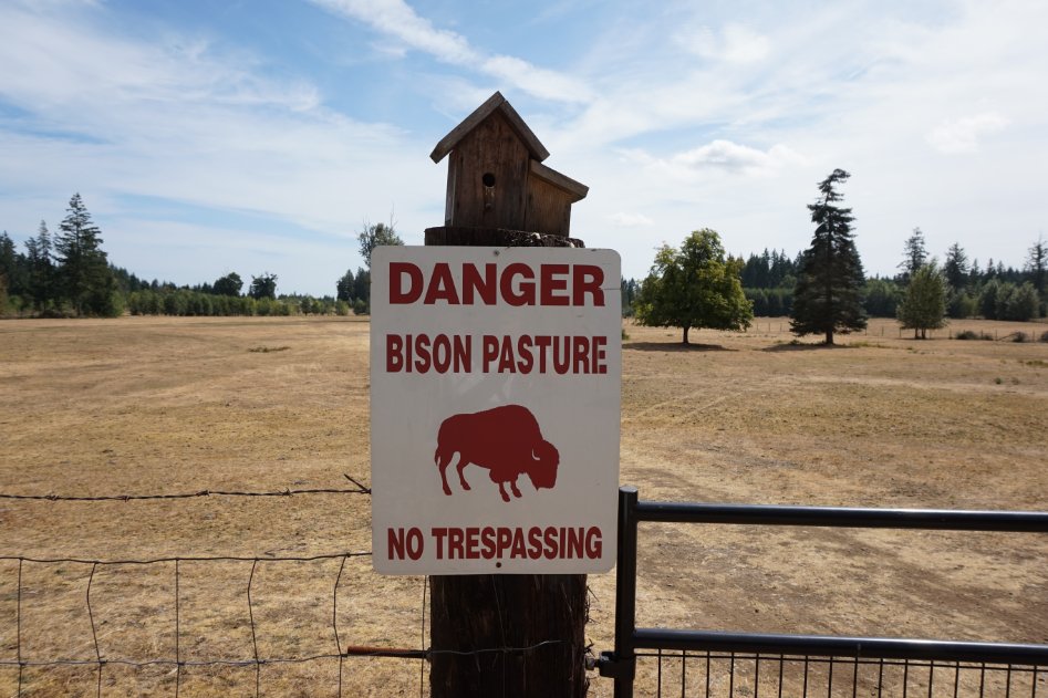 아메리카들소 스테이크_5.jpg