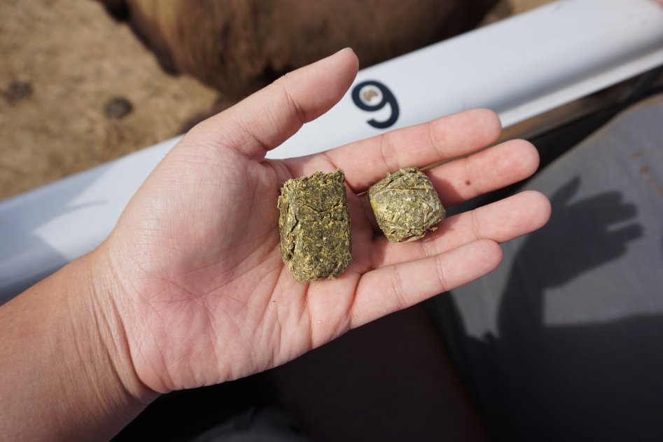 아메리카들소 스테이크_9.jpg