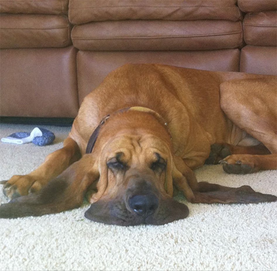 녹아내린 동물들.JPG_4.jpg