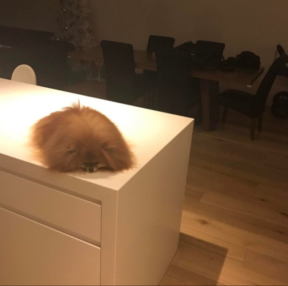 녹아내린 동물들.JPG_8.jpg