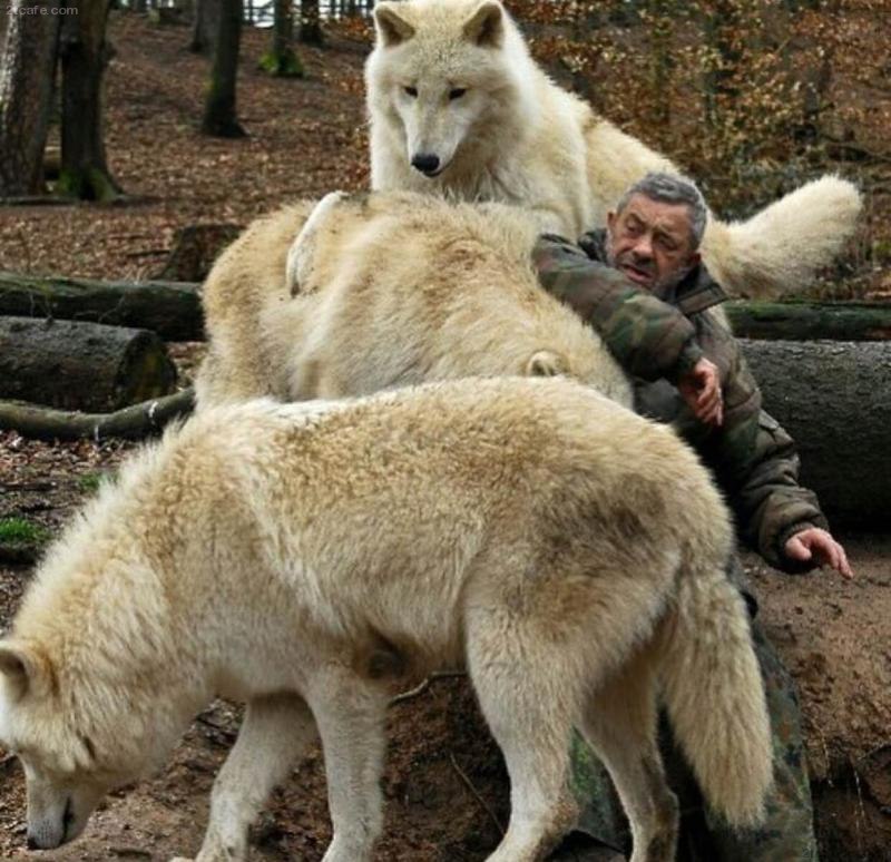 야생 늑대의 크기.jpg