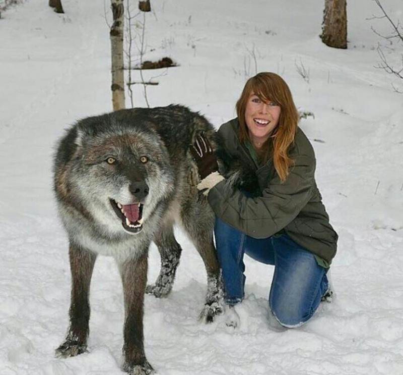 야생 늑대의 크기3.jpg