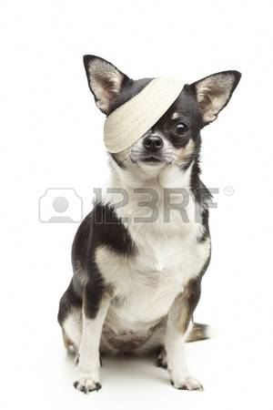 14512527-verletzt-chihuahua-hund-mit-bandagen-auf-wei-em-hintergrund.jpg