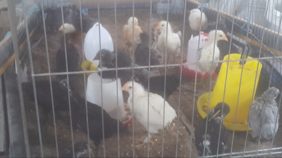 우리집 동물 및 농사생활입니다 (스압)_1.jpg