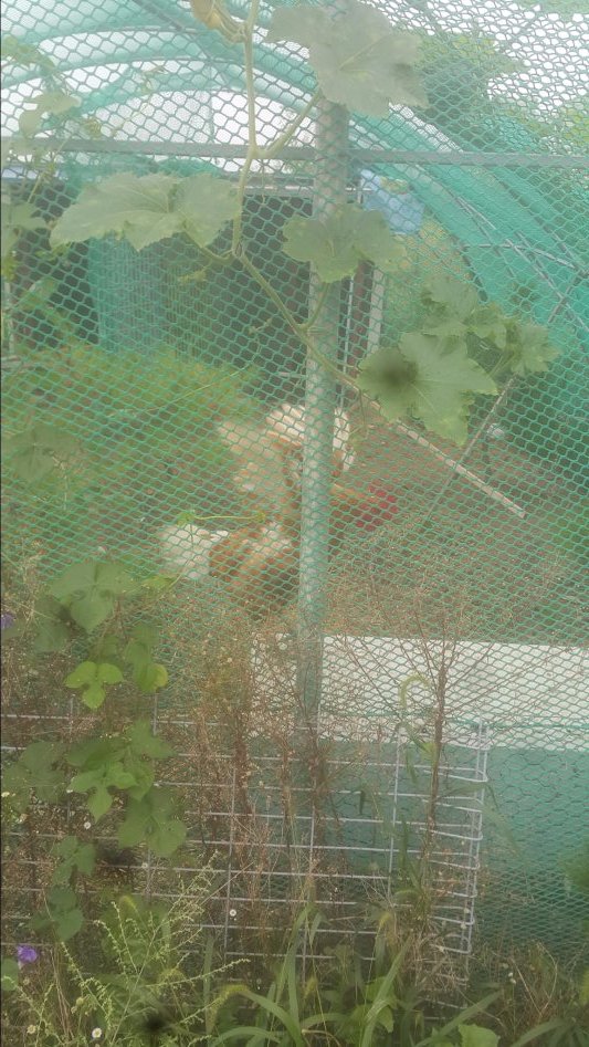 우리집 동물 및 농사생활입니다 (스압)_4.jpg