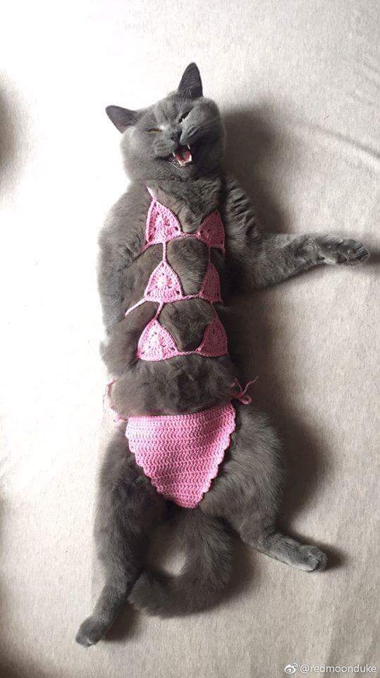 고양이 소녀 비키니_2.jpg