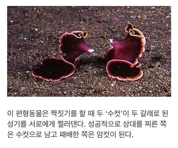 엄청난 승부.jpg