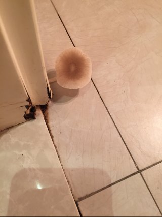 화장실의 버섯._4.jpg