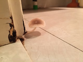 화장실의 버섯._5.jpg