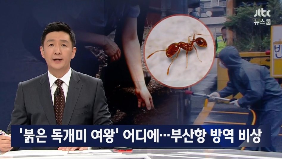 부산 독개미의 위험성._1.jpg