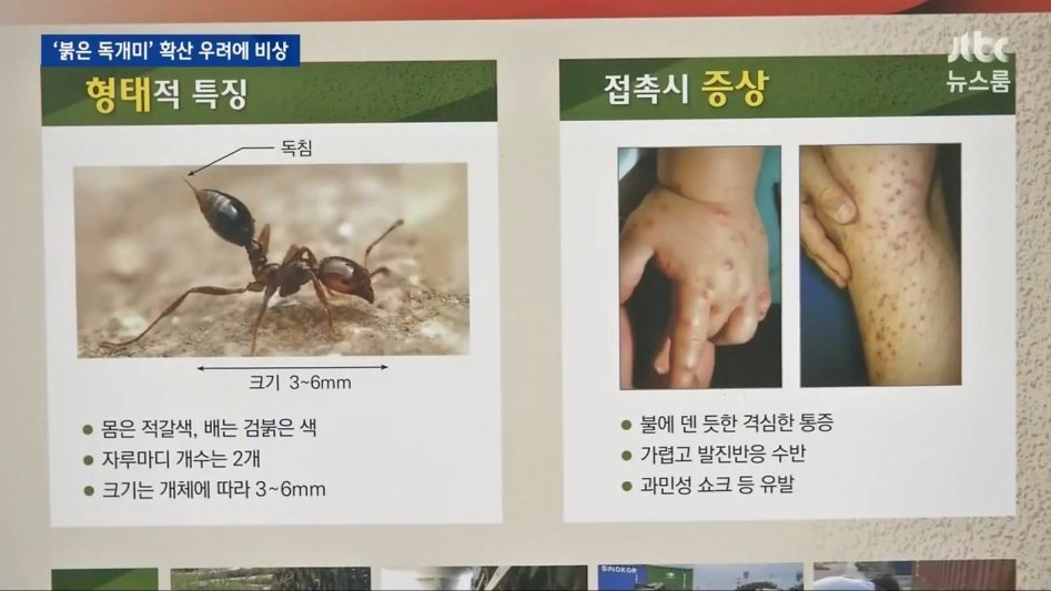 부산 독개미의 위험성._5.jpg