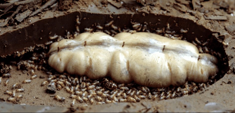 흰개미 여왕개미1 3초에 한번씩 알을 낳는다고 합니다..png
