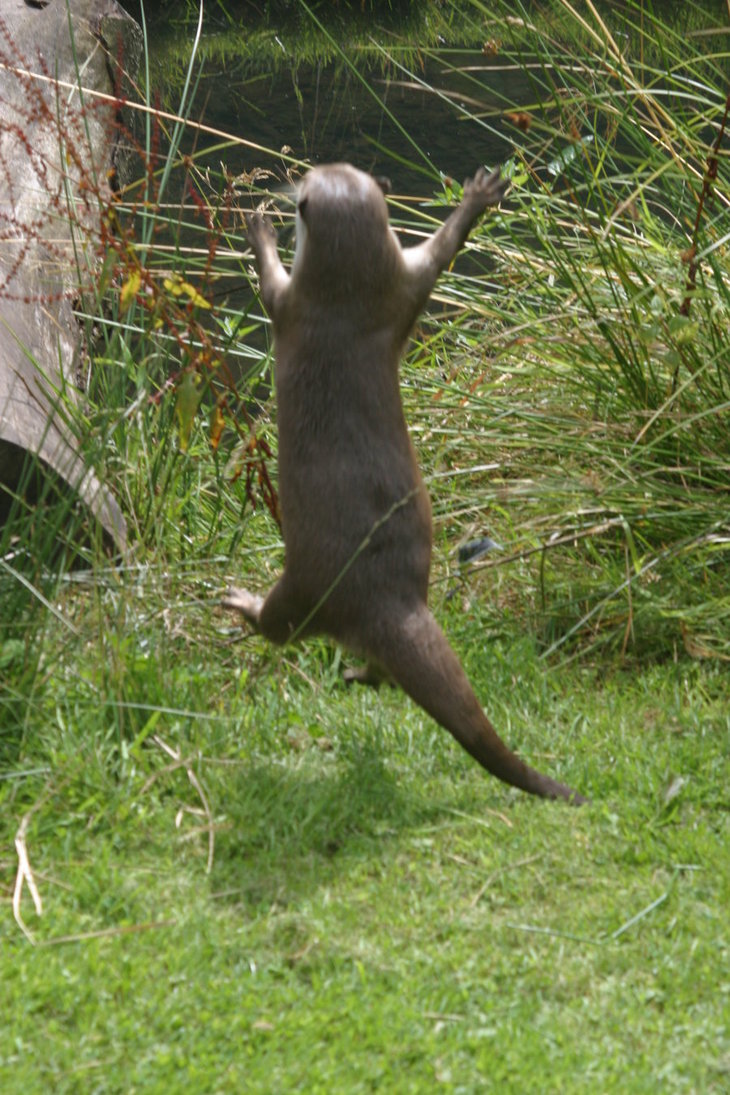 수달 빳다죠 쉬빠!.jpg_1.jpg