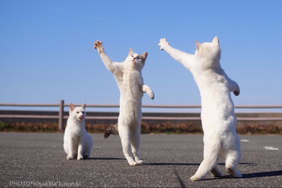 고양이 강호의 두 라이벌, 백묘권과 흑묘권의 수행 모습_2.jpg