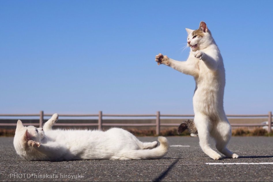 고양이 강호의 두 라이벌, 백묘권과 흑묘권의 수행 모습_4.jpg