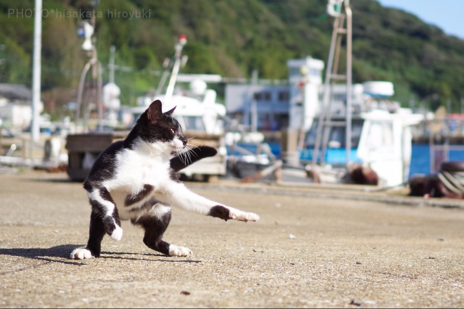 고양이 강호의 두 라이벌, 백묘권과 흑묘권의 수행 모습_6.jpg