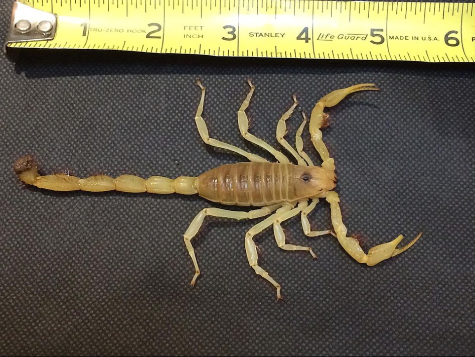 (약혐) 거미의 친척들의 몸 구조를 알아보자_8.jpg