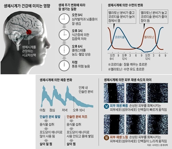 밤에 먹으면 살찌고, 낮에 다친 상처가 빨리 낫고.. 비밀은 '생체시계'1.jpg