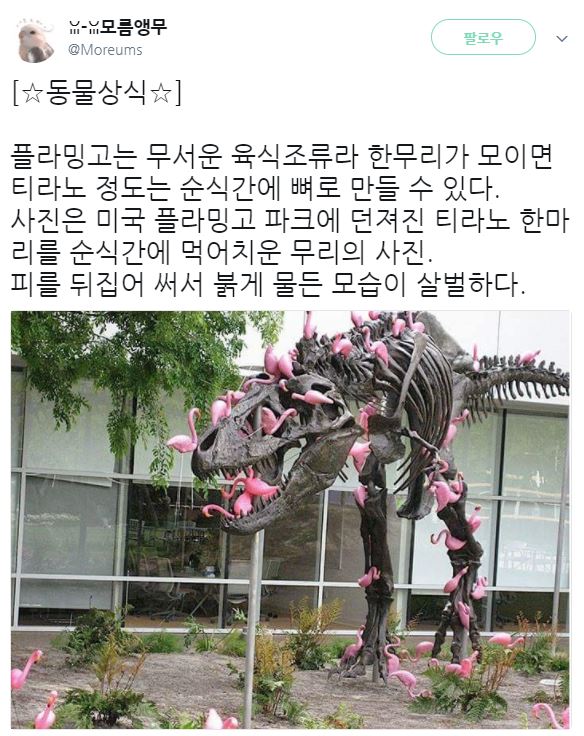 무시무시한 육식조류.jpg_1.jpg