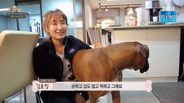 최시원이 국내 애견계에 일궈낸 업적_2.jpg