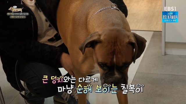 최시원이 국내 애견계에 일궈낸 업적_3.jpg