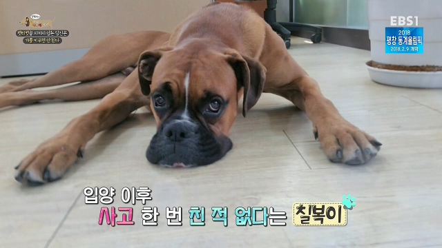 최시원이 국내 애견계에 일궈낸 업적_5.jpg