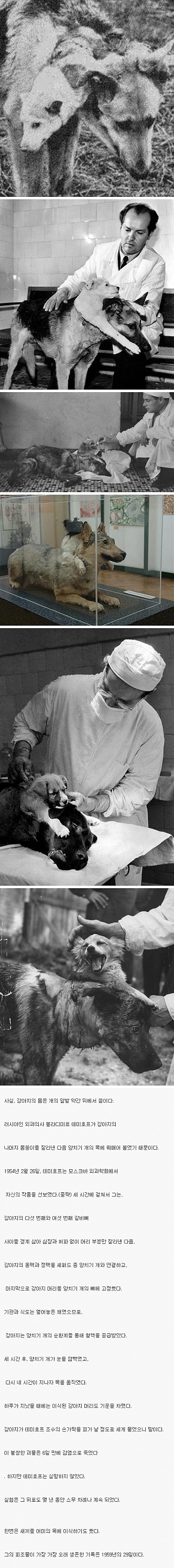 최초의 머리 이식.JPG_1.jpeg