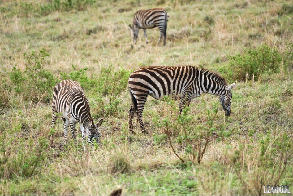 (스압주의) 웰컴 투 사파리 파크 - 1편 탄자니아 응고롱고로_9.jpg