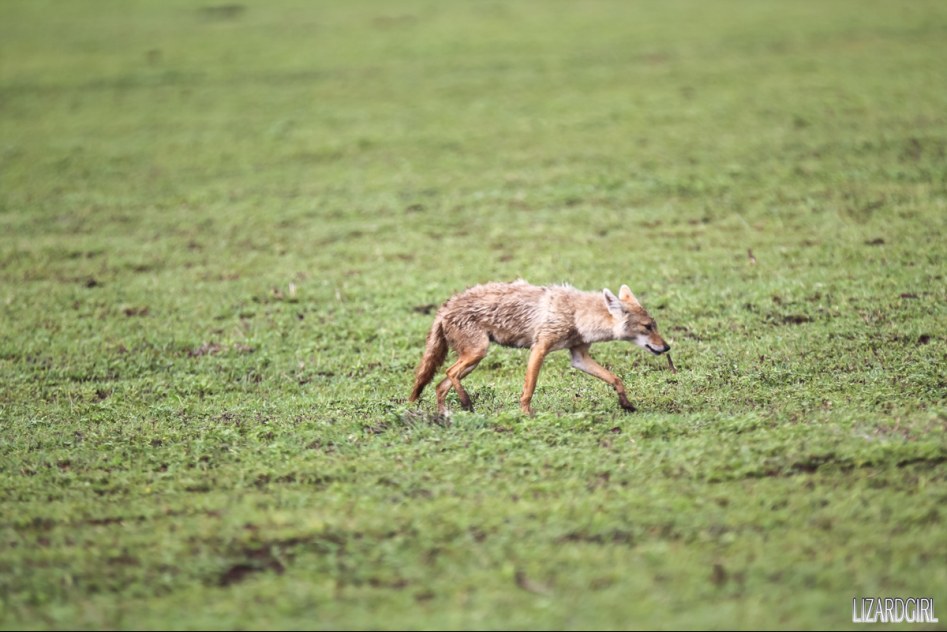 (스압주의) 웰컴 투 사파리 파크 - 1편 탄자니아 응고롱고로_28.jpg