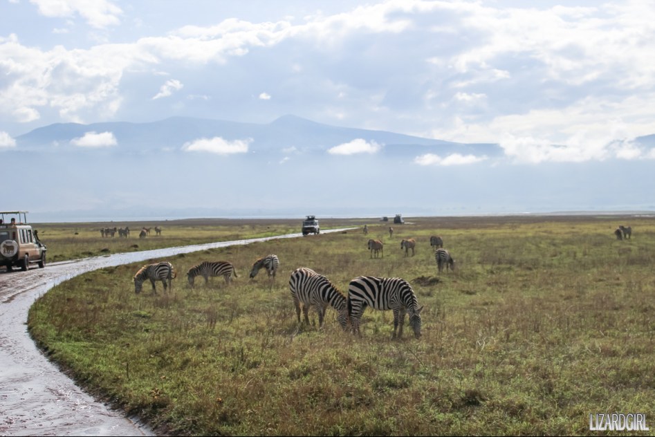 (스압주의) 웰컴 투 사파리 파크 - 1편 탄자니아 응고롱고로_31.jpg